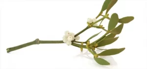 mistletoe therapy for cancer