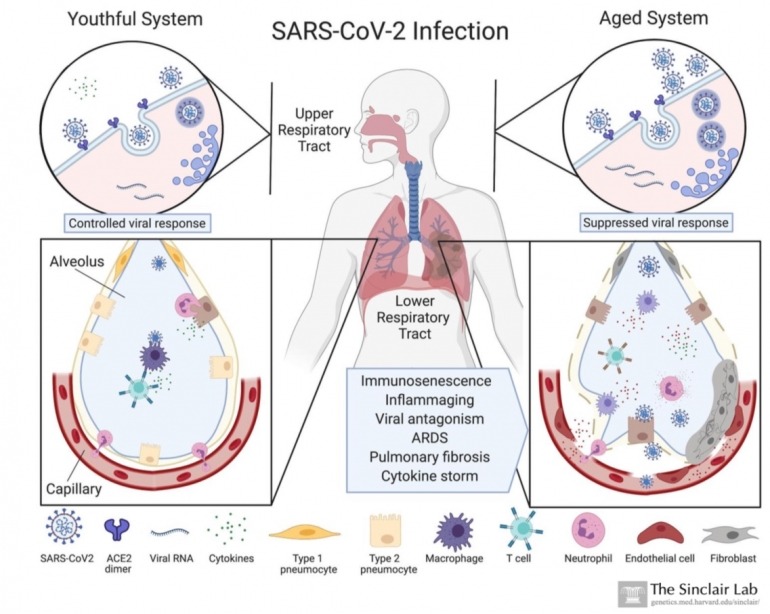 Can NAD+ IV therapy help the elderly in the fight with COVID-19 ...